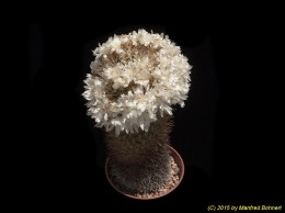 Sulcorebutia cylindrica v. crucensis HS44a 2271